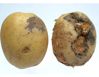 a group of brown potatoes